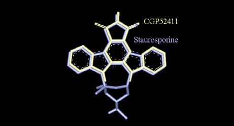 La staurosporine est un inhibiteur de l ATP parce qu elle est ancrée au site actif de la kinase par la formation de 2