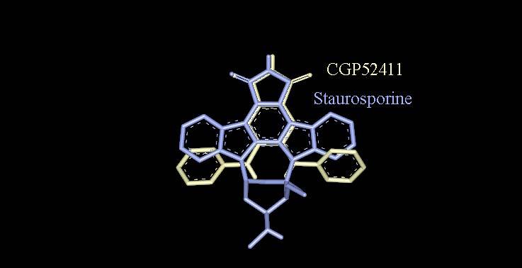 La CGP52411 n est pas un mime de l ATP ou de la staurosporine, mais le réarrangement des