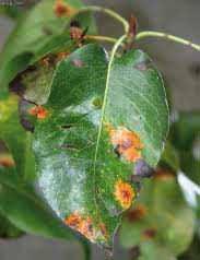 masses gélatineuses se dessèchent rapidement puis les spores sont transportées par le vent, la pluie, les insectes... l infection passe sur les poiriers.