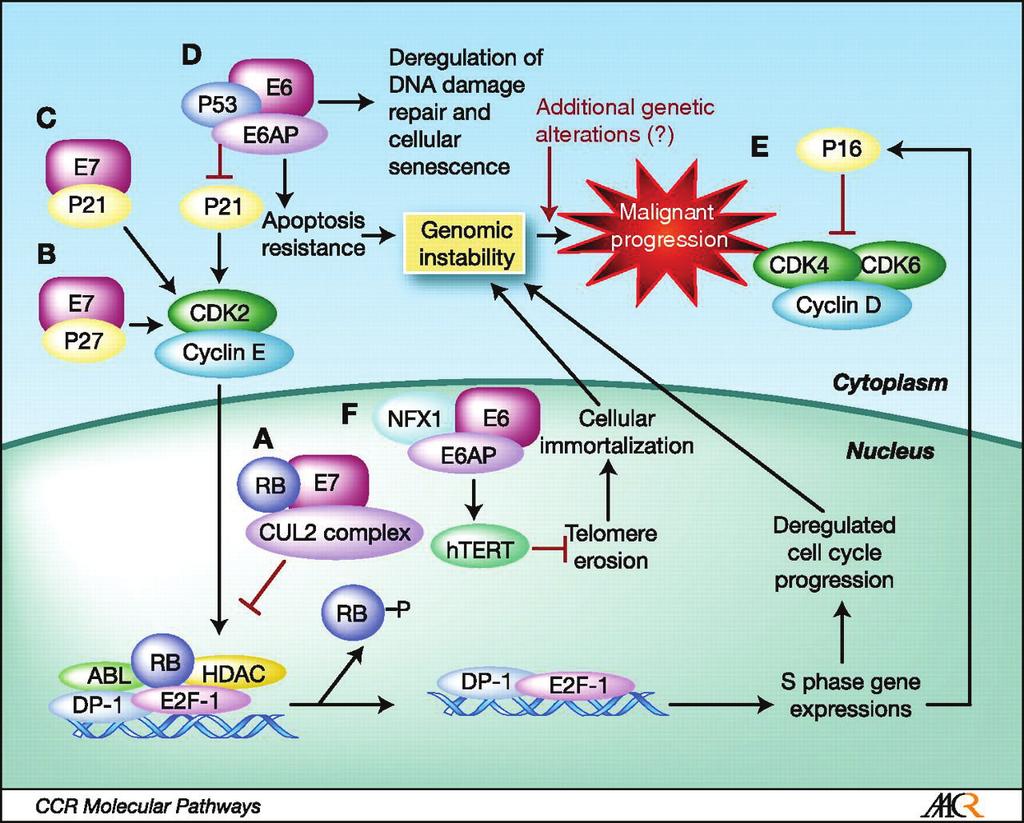 Chung et al. Clinical cancer research AACR 2009 Figure 5. Activité cellulaire des oncoprotéines virales E6 et E7 L oncoprotéine E7 inhibe l activité de prb et l identifie pour dégradation (A).