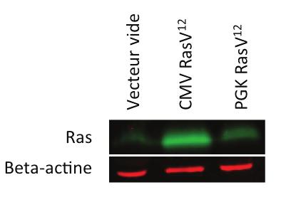 htert-e6-e7 CMV RasV 12 et HEKn htert-e6-e7 PGK RasV 12. La protéine β-actine exprimée de façon constitutive dans toutes les cellules eucaryotes a été utilisée comme contrôle de chargement. Figure 14.