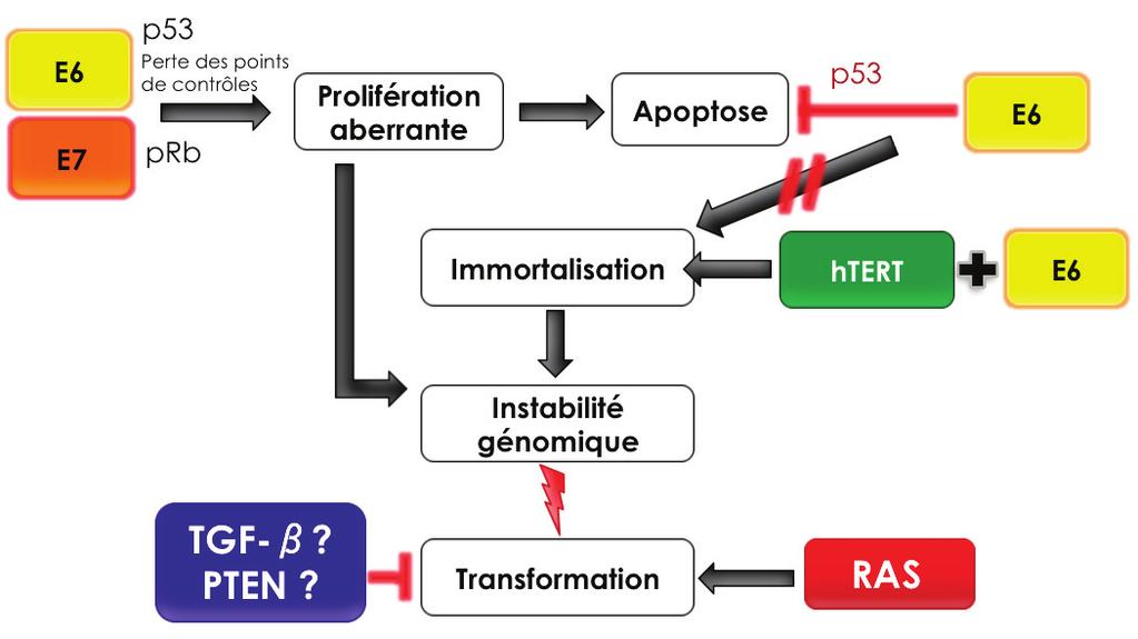 Figure 26: Schéma modifié du notre modèle cellulaire de carcinogenèse isogénique Les oncoprotéines virales E6 et E7 inhibent les gènes suppresseurs de tumeurs p53 et prb et entrainent une perte des