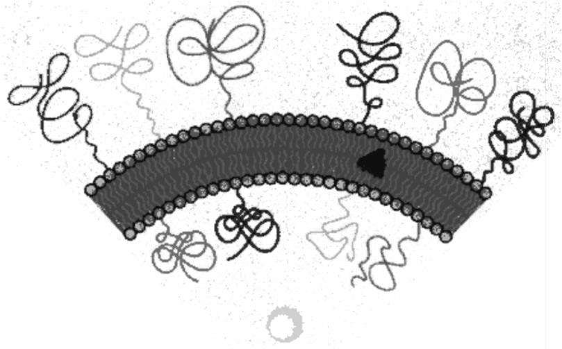 1.2. Structure de la membrane 1.2.4. Liposomes (Bangham, 1961) 1.