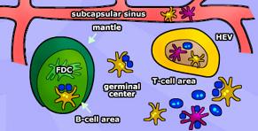 Les différentes sous populations de DC Peau-muqueuses: cellules de Langerhans, DC dermiques