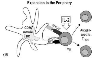 DC et tolérance The interactions of dendritic cells with antigenspecific, regulatory T