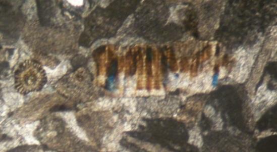 microsparitique et syntaxique au niveau d une plaque de crinoïde dans le coin inférieur gauche, D : ciment drusique microsparitique développé au cœur d un ostracode et E : ciment micritique 3.