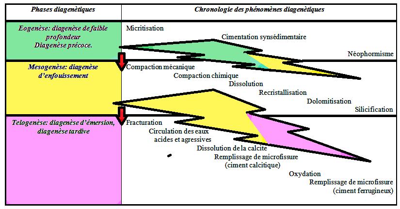 Fig.66 : Chronologie des phénomènes diagénétiques