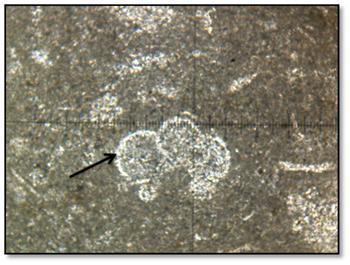 2 : Microfaciès EXD1, wackestone, biomicrite à foraminifères planctoniques A: Assilia.