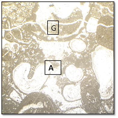 3: Microfaciès EXP4, fragments de test de rudiste (flèche blanche), bryozoaires (flèche noire), a et b deux