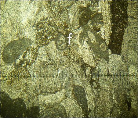 et vésiculaire, B : fragments de rudistes dans une biomicrite (BC 1.6, LN, X 2,5 (X1, 25)) Mph.