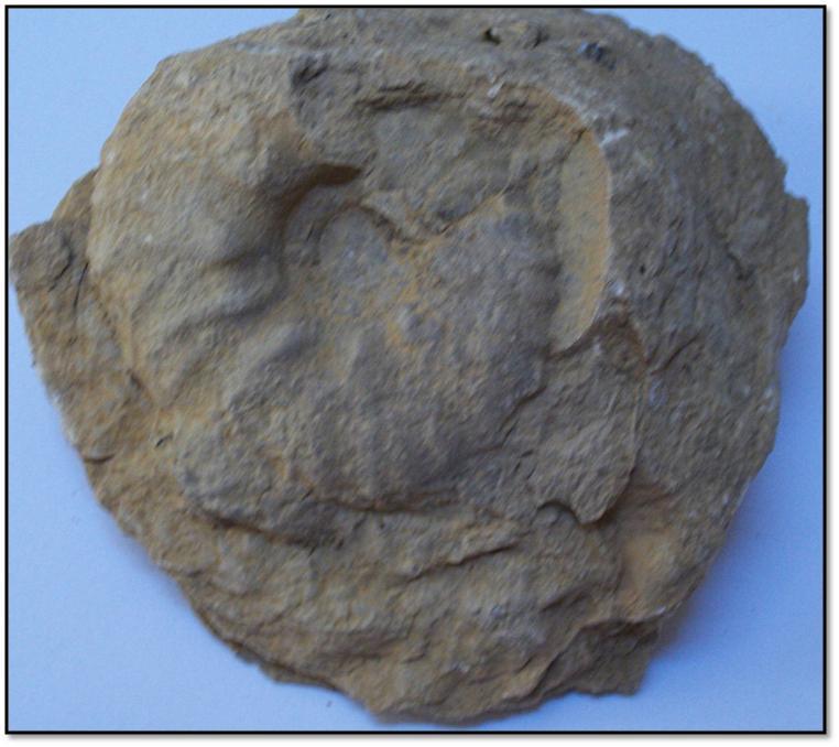 PLANCHE N 20 : AMMONITE PH1 : Ammonite indéfinie récoltée