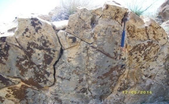 Fig. 21 : Plaquage de coquilles Formation F 2 : 300m : c est un ensemble marno-calcaire qui peut être divisé en quatre membres : - Membre 2A : 10m, une série calcareuse formée de trois termes : Le