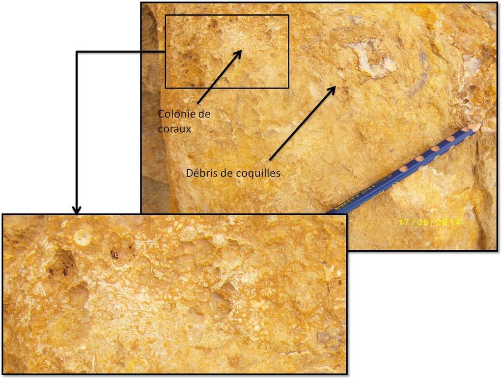 Le terme 2 : 1,50m, calcaire microcristallin avec de rares éléments gréseux arrondis, témoignant d un long transport, ce banc a l aspect lité parallèlement à la stratification (E8).