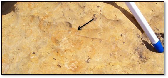 Fig. 37: Traces de coraux dans les calcaires du membre 3A - Membre 3B : une série marneuse formée de marnes indures jaunâtres avec de rares bancs