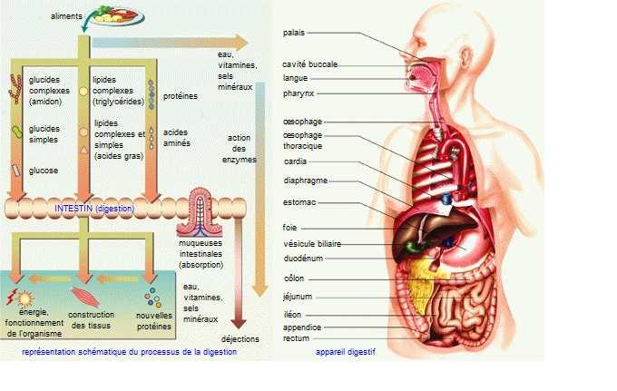 Système digestif : la digestion des aliments La digestion des aliments commence par l ingestion, l organisme ne peut pas utiliser les aliments dans leurs formes initial, il y aura des