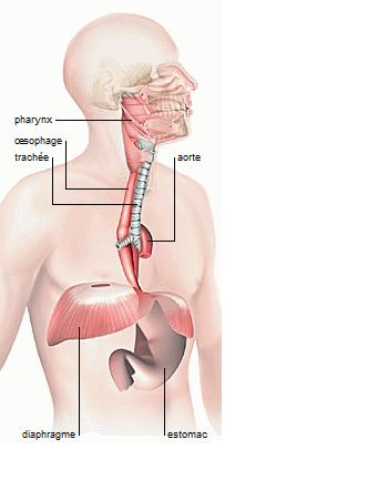Voir cour antérieur b) Le pharynx c) l œsophage : C est un conduit musculo-membraneux qui fait communiquer le pharynx et l estomac : l œsophage cervicale.