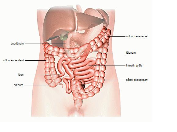 b) l intestin grêle : Il relie l estomac au gros intestin.