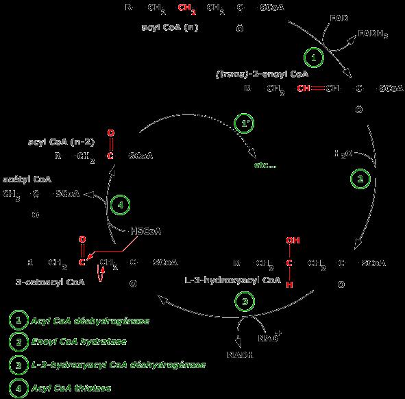 D : L'oxydation du palmitate en n acétyl-coa fournit 8 FADH 2 et 8 NADH Chaque tour de spire fournit 1 FADH 2 et 1