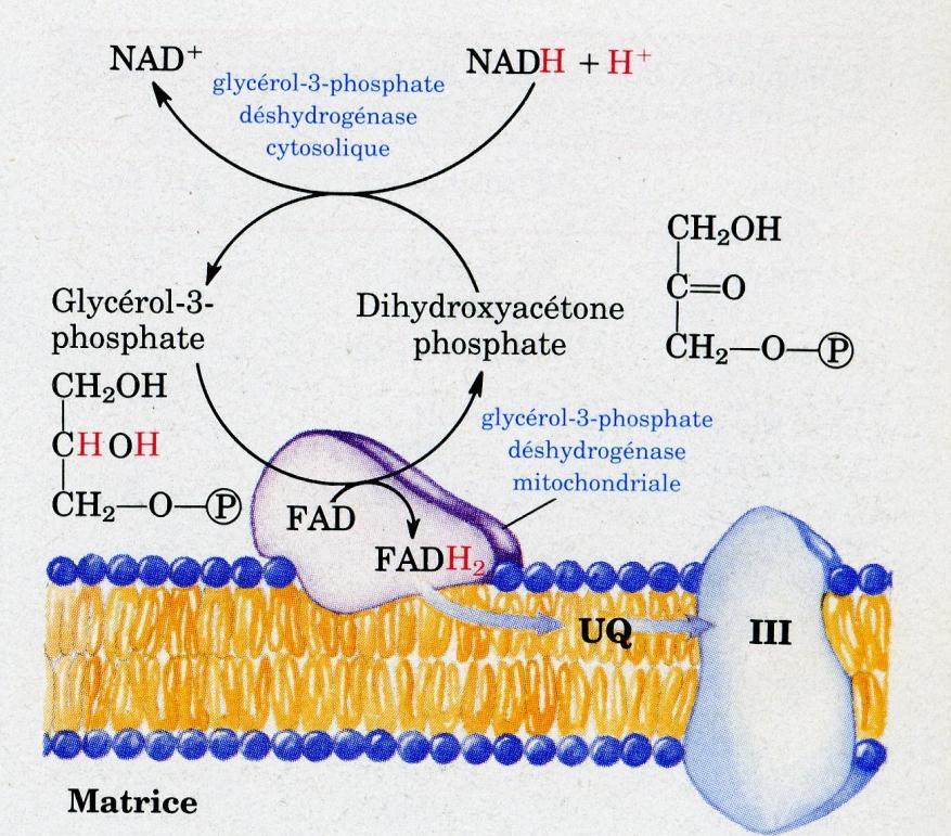Question 7 C : le NADH cytosolique traverse la membrane