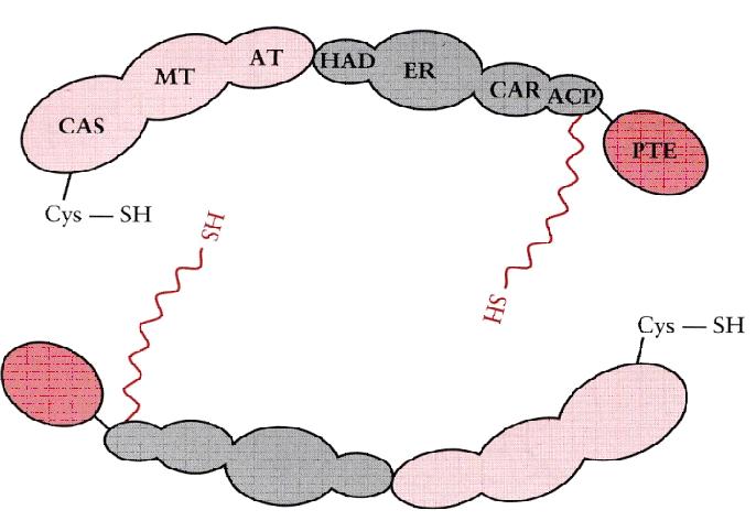 Question 2 : Concernant la synthèse des acides gras A : L acide gras synthase est un complexe multi-enzymatique localisé dans la mitochondrie cytoplasmique B : A chaque tour de cycle, l acide gras