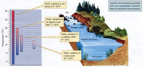 IV- PROPRIETES PHYSICO-CHIMIQUE DE L EAU Température 1- Echanges thermiques eau-atmosphère et eau-sol (T air, T vent, ensoleillement et humidité) 2- Profondeur de la rivière Elle influence l inertie