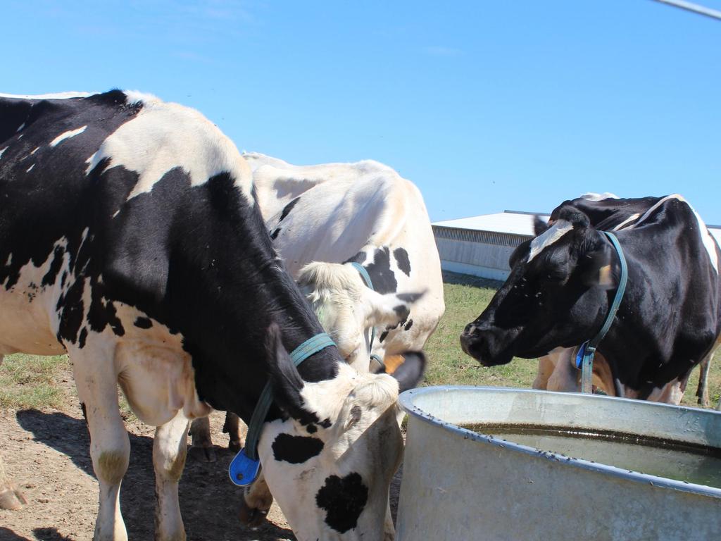 La prédiction des besoins en eau d abreuvement des vaches laitières Anne BOUDON Hajer KHELIL-ARFA, Philippe FAVERDIN INRA, UMR 1348 UMR 13 48 INRA-Agrocampus Ouest PEGASE