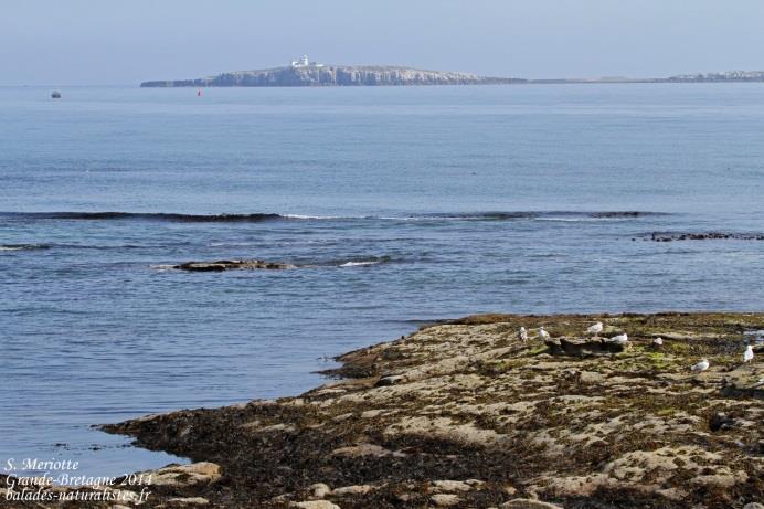 11 juillet : The Farne Islands all day bird watch with Billy Shiel Nous nous rendons à Seahouses, petit village sur la côte du Northumberland, d où partent les sorties pour les Farne Islands.
