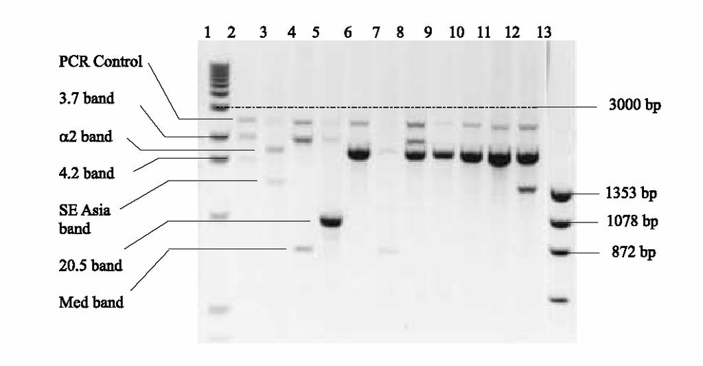 CLARK BE, THEIN SL Molecular diagnosis of haemoglobin disorders Multiplex gap-pcr for detection of the common α-thalassaemia deletions.