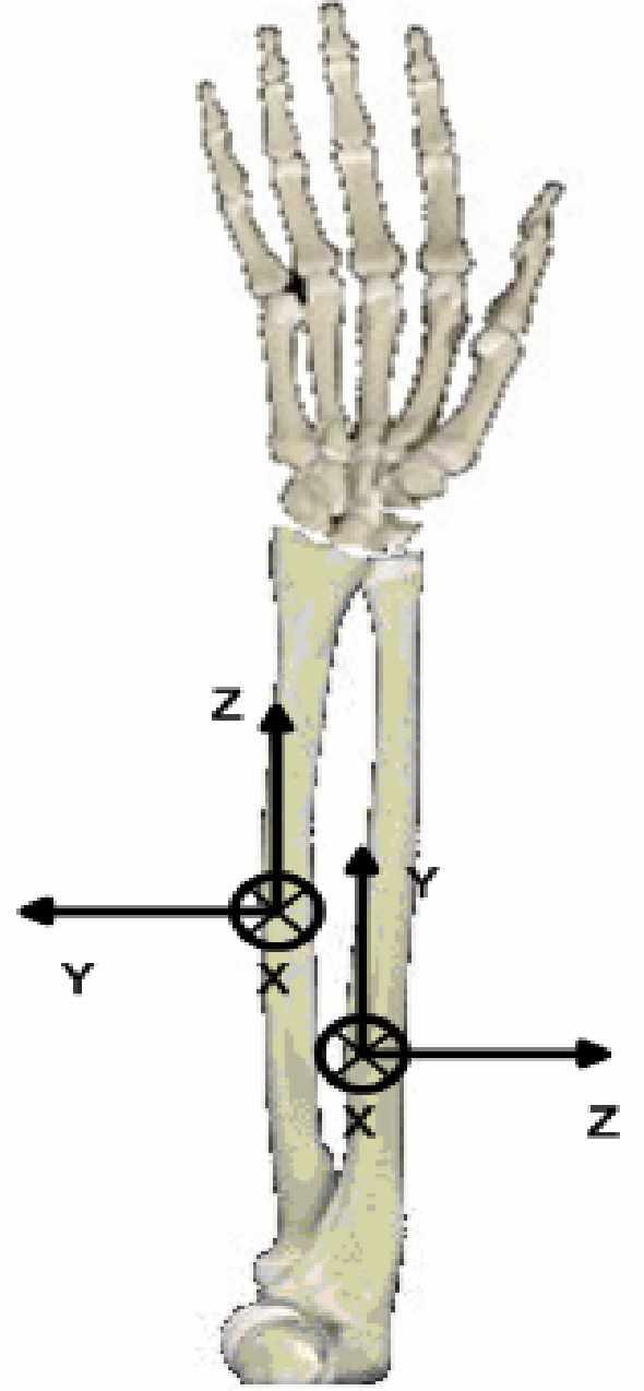 extension de l avant-bras et non sur l adduction-abduction. Les interosseux de tous les doigts sont modélisés comme étant deux tendons attachés sur la phalange du doigt correspondant.