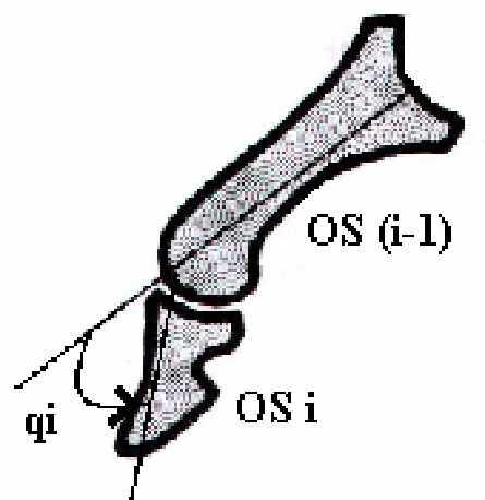 ANNEE 1 Limites articulaires Figure 12- Angle d articulation Il existe des muscles qui ont plusieurs tendons d insertions comme les extenseurs de l index ou le fléchisseur commun profond des quatre