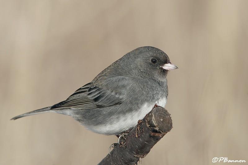 Beaucoup d oiseaux passent l hiver au Québec, en fait plus de 175 espèces!