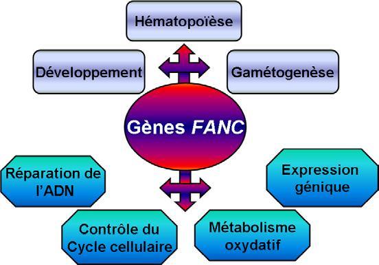 Figure 2. Principaux processus cellulaires affectés dans l anémie de Fanconi.