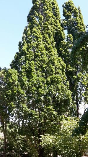 Les érables (genre Acer) accompagnant ces noisetiers sont de plus grands arbres avec des feuilles palmées à 5 directions, connues pour les belles couleurs rouges qu'elles prennent en automne, avant