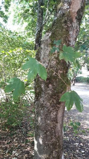 Comme tous les chênes de ce parc, il s'agit de chênes pédonculés (du genre Quercus), qui doivent leur nom aux pédoncules qui portent leurs glands et dont les feuilles sont découpées en lobes ondulés