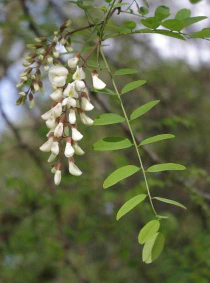Les robiniers (genre Robinia) sont souvent appelés "acacias" dans le langage commun, mais pour les botanistes ce sont des pseudo-acacias, les vrais acacias étant en fait les mimosas.