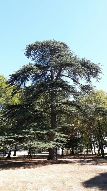 Le grand cèdre (genre Cedrus) est l'arbre le plus imposant du parc par sa taille et son aspect majestueux. C'est un cèdre de l'atlas.