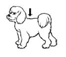 long du dos du chien en commençant l application entre les omoplates, appliquer le médicament selon le nombre de points d application et l ordre indiqués dans les