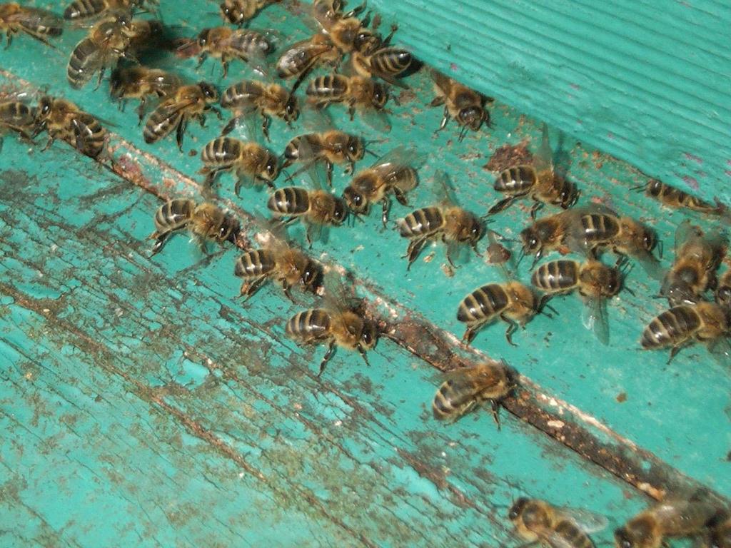 R.. rappel Les abeilles «battent le rappel» Elles émettent des