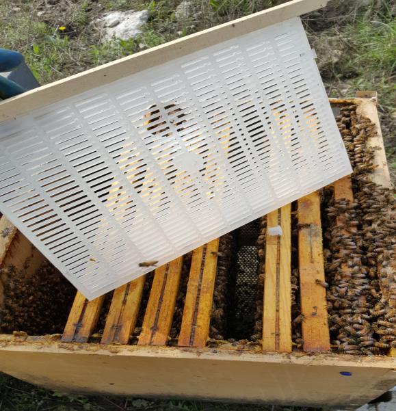 L'encagement hivernal prolongé Une comparaison avec des apiculteurs professionels qui ont travaillés à l'étranger, a fait partir un project sur l'encagement prolongé en hiver avec la "cage Ukraine".