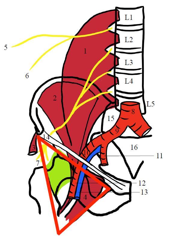 2.2. Loge antérieure de la hanche En avant de la hanche se trouve le creux inguinal (également nommé «triangle de Scarpa»), qui définit une zone de