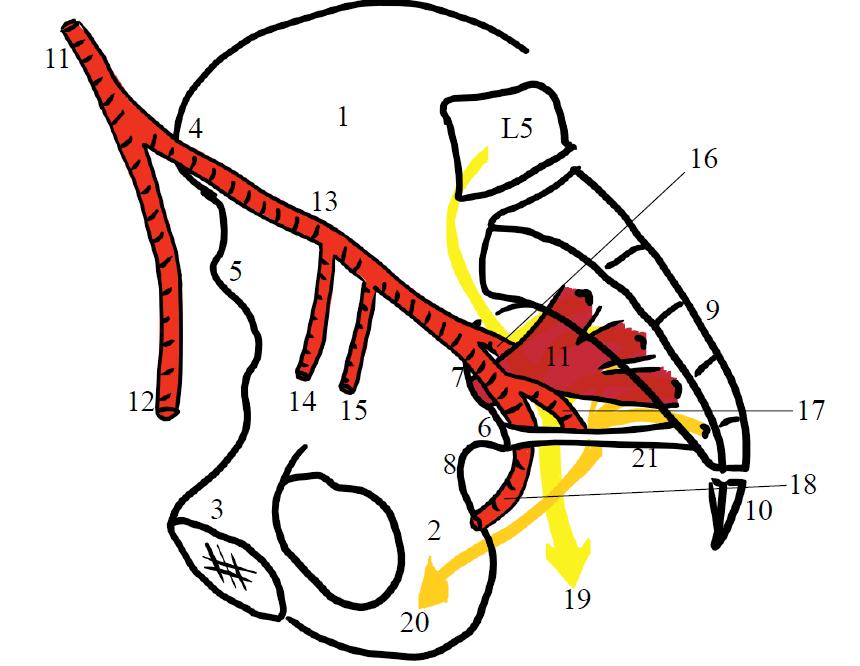 Nerfs du creux inguinal : - le nerf crural (ou fémoral) qui nait de la réunion des racines L2, L3, L4, passe entre les 2 chefs du muscle psoas-iliaque, sous l arcade crurale.