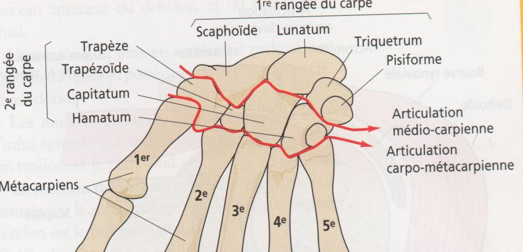 Carpe Représente l ensemble d os courts qui s articule avec l extrémité inférieur