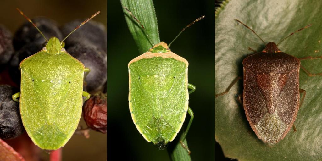 Commentaires et photos de chaque espèce Nezara viridula (Linnaeus, 1758) est de couleur verte l été, elle passe au brun en automne.