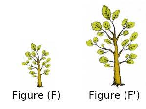 Agrandissement La figure (F ) est un agrandissement de la figure (F) si : (F) et (F ) ont la même forme (Les angles sont les mêmes.