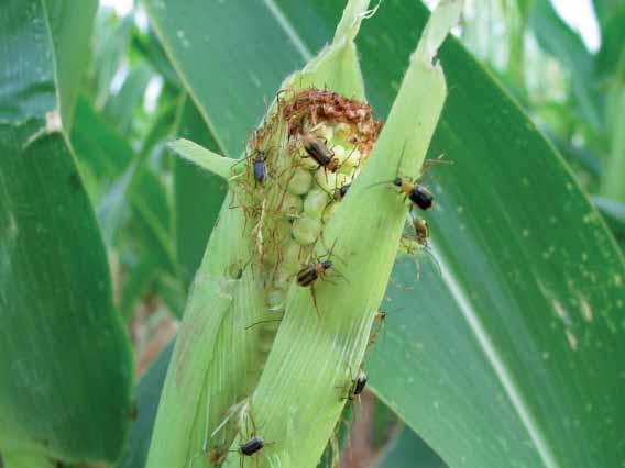 34 Maïs et ravageurs La lutte contre la chrysomèle des racines du maïs se poursuit Si les captures de chrysomèle des racines du maïs ont augmenté en, l insecte reste confi né dans une zone incluant l