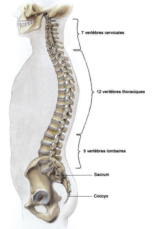 (sacrum) coccyx Fonctions Soutien du corps Maintien de la posture