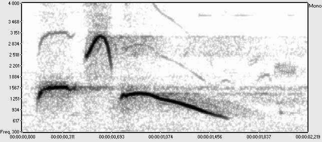 Figure 16 : Mot espagnol «a-mi-go» en registré à 10m On remarque que chaque bande de fréquence provoque une traînée caractéristique d une très forte réverbération du milieu Expérience 2 : Diffusion