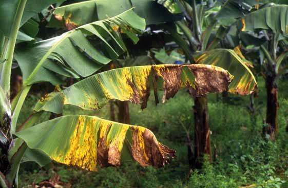 Les cercosporioses des bananiers, une menace majeure pour la production de bananes Feuilles atteintes par la cercosporiose. Luc de Lapeyre de Bellaire, Cirad, France.