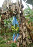 Dans les pays producteurs de bananes soumis à des conditions climatiques tropicales et humides, non seulement la lutte chimique a un coût élevé, mais la fréquence élevée des traitements a entraîné l