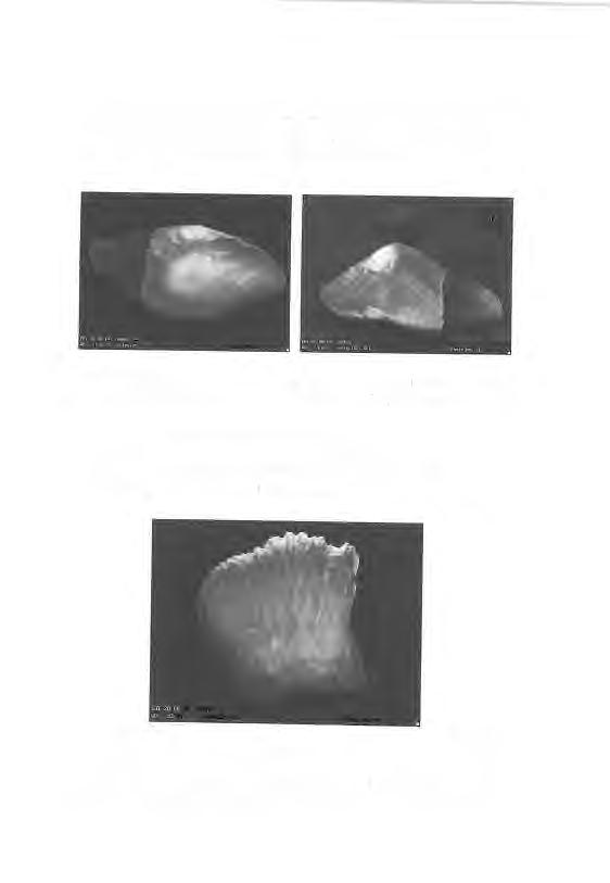 MOISC and MOISE are parasymphyseal teeth, with prominent ornamentation (ridges, reticulation), and a poorly defined